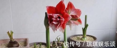 养4种植物得会修剪,越舍得下狠手,植株就长得越旺开花越多