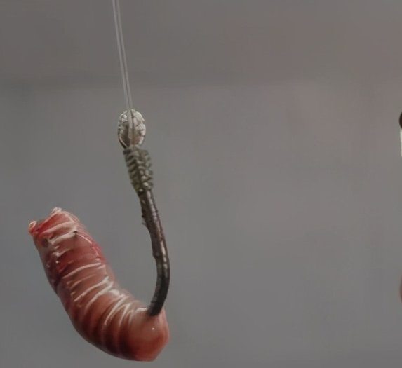 穿蚯蚓时把钩尖露出来会影响鱼吃饵吗？老钓友是这样解释的