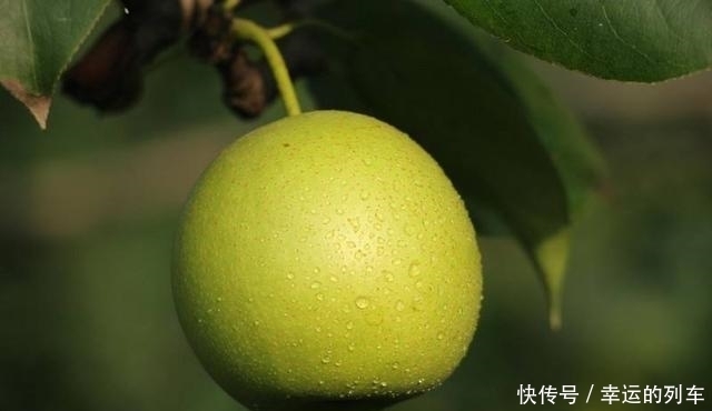 秋天|秋天就要吃雪梨,学会挑选味道香甜,补充营养身体好