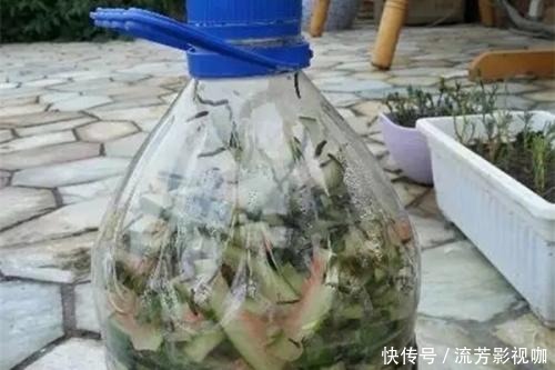 油桶|西瓜皮扔了才叫浪费，这养花神器堪比百元花肥，花长得窜屋顶！