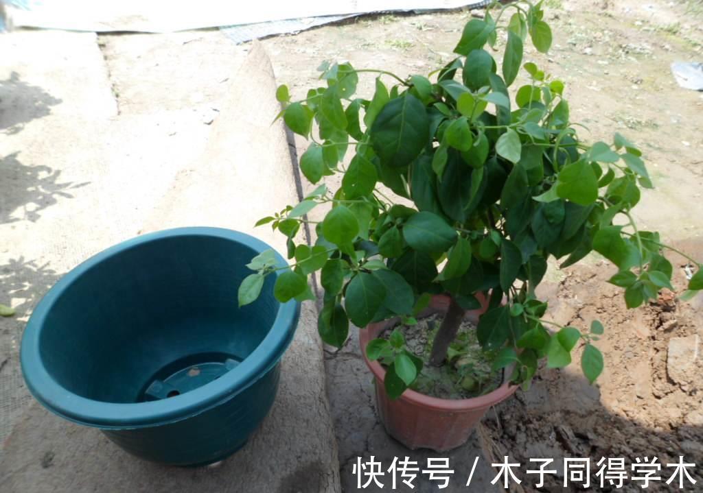 黄叶|栀子花三角梅,十有八九养不好?3个技巧,养成“花大树”