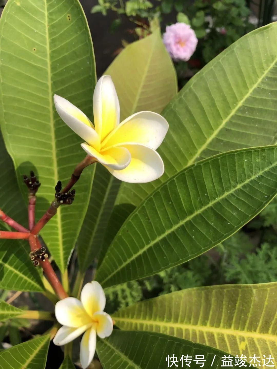 庭院|显摆一下我的家丨花开香满院，爱花人在自家庭院建小花园