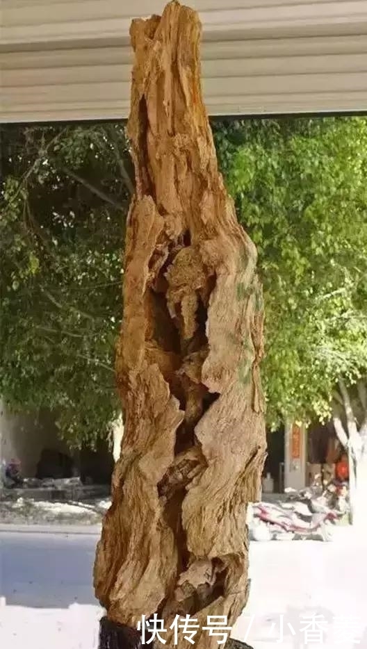 虫子|2亿年前的五条虫子 与大树一起变成了玉石!