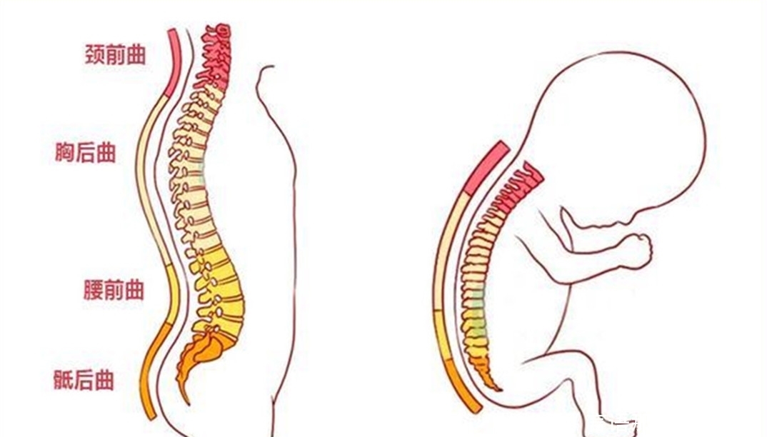 宝宝|宝宝真的不能乱抱！2个关键3点注意要记牢，大人省事不伤娃脊柱