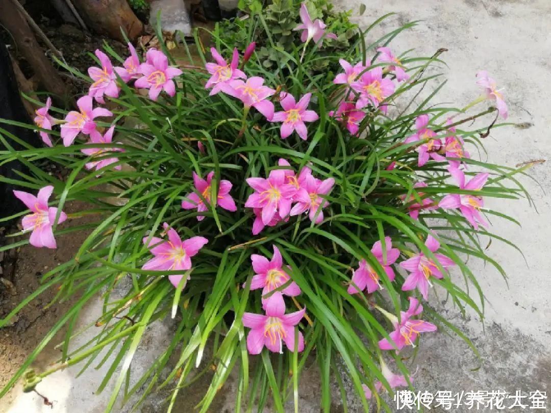 橡皮树|养花就怕乱浇水，越浇死得越快，赶紧住手