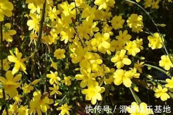 花语|家中养盆“迎春花”花语相爱到永远，开花90天，美家首选