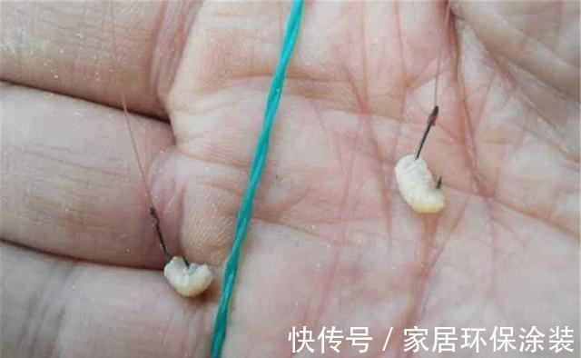 晚秋钓鲫鱼,爆护秘诀有4个:时机、钓点和钓法,饵料只能排最后