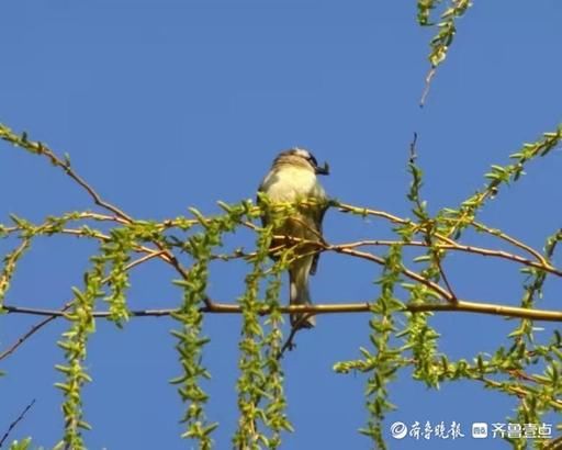 百花公园春光媚，鸟鸣翠柳啄新芽