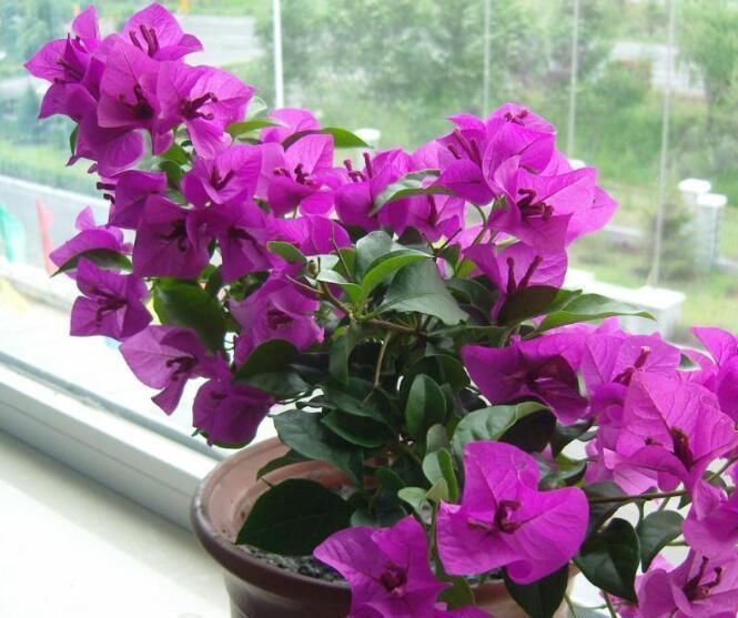 花卉|万能养花土,就去这里挖,疏松肥沃酸性大,养啥花都旺