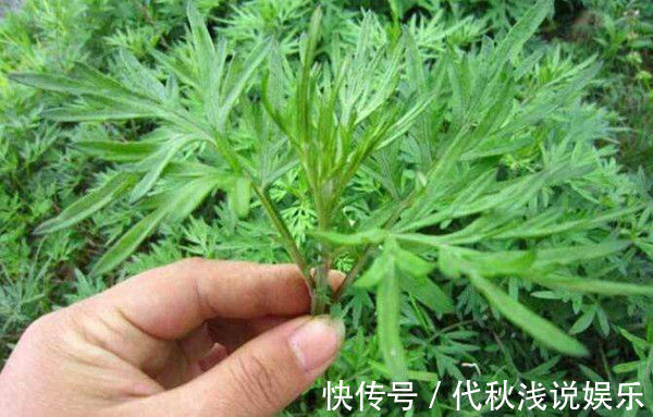 腰腿痛|七年之病,求三年之艾!1把艾草4味药,这样做,改善失眠、腰腿痛