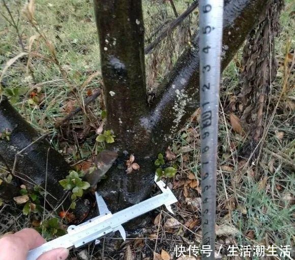 50年的桂花树,卖了5万块钱,大家觉得值吗!