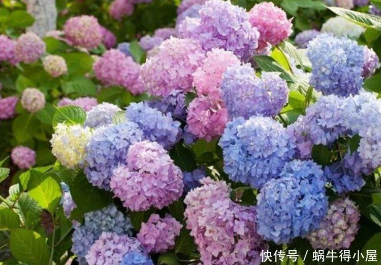 阳台养花就选4种,一开就是大半年,堪称开花机器,365天开不停