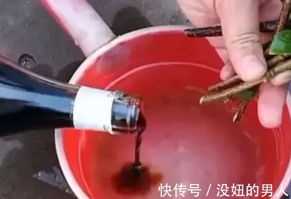 甜水|养花自制“小甜水”,扦插时生根发芽长得快,比“生根剂”还好用