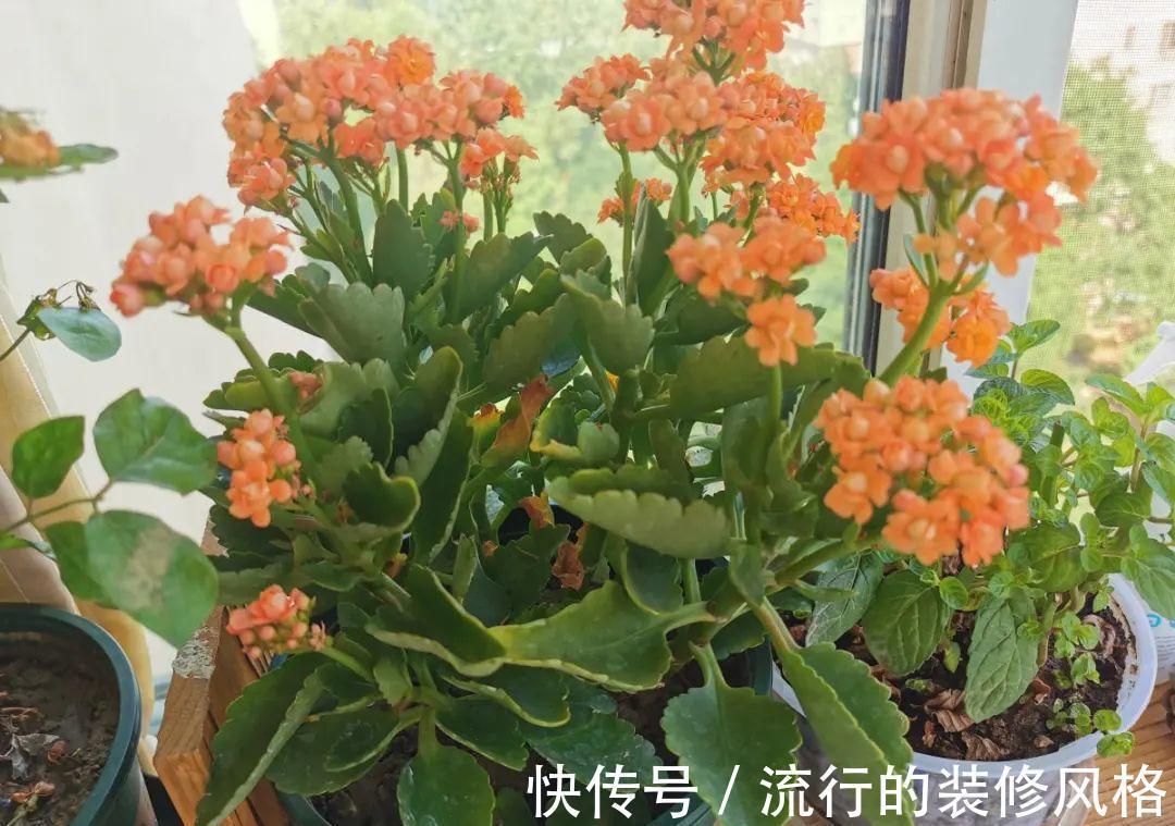 黄叶|养花“黑名单”实在太难养，心累