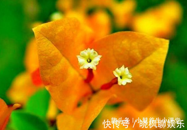 喜欢三角梅，就养盆“开花机器”柠檬黄三角梅，花开爆盆成花树！