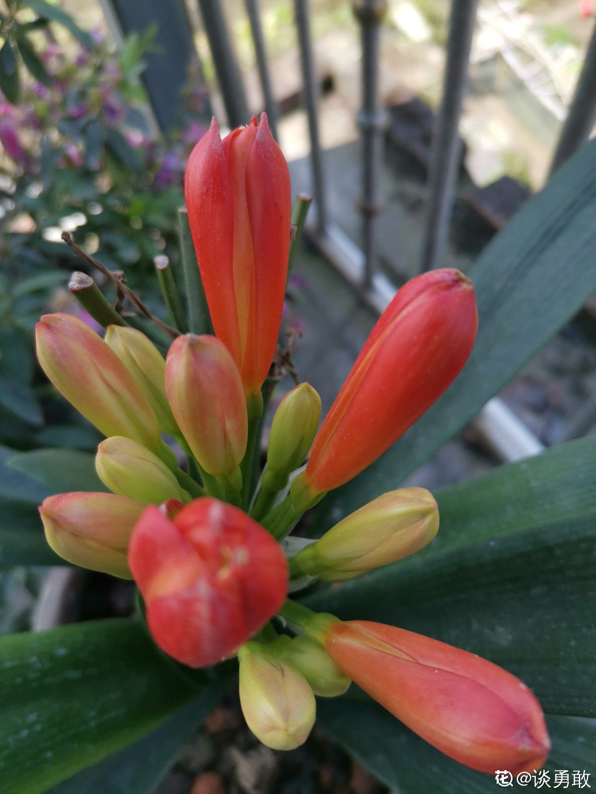 花友|君子兰如何养得叶大油绿，关键是记住4个经常，还能开出大花箭