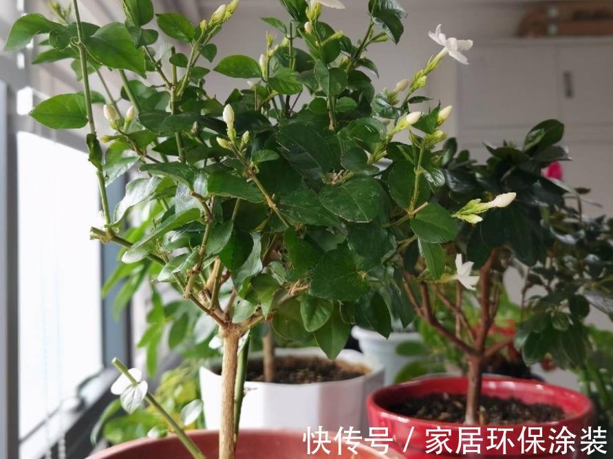 浇灌|茉莉花，天生就是“醋坛子”！夏季1个月浇3次，叶不黄开花旺