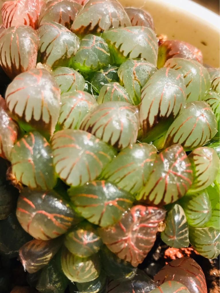 4种“徒神”多肉,太容易徒长,心累