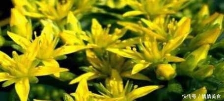 治疗|农村随处可见的野菜 却可治疗肾炎 肝炎 疟疾消渴