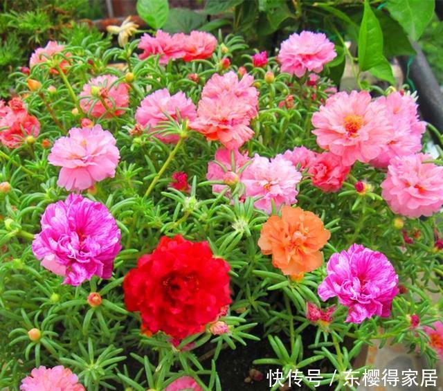 漂亮|6种漂亮花,夏天快扦插,越热越生根,30天就开花,适合急性子养
