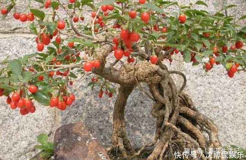 叶子|家中有枸杞盆栽,夏天养护要小心,不然度夏困难死亡率高!