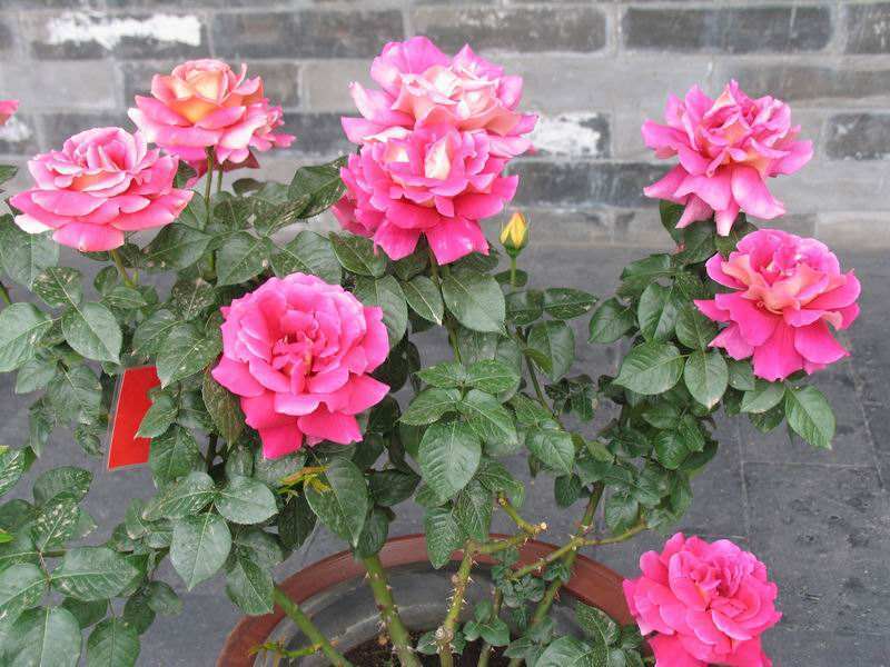 月季|你扔掉的月季、蝴蝶兰，被我捡回来，养了1个月，嗖嗖冒“花芽”