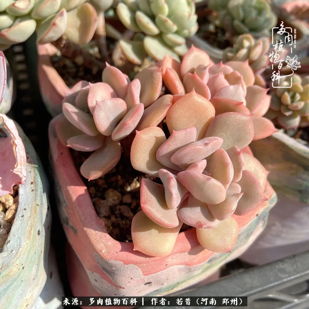 迷你小院儿，种满多肉、花草和蔬果，沉醉在自己的世外桃源！