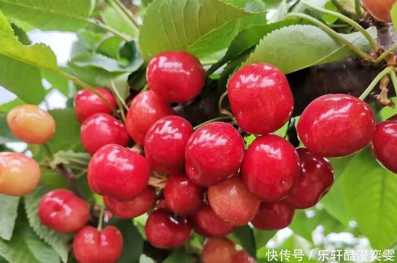 贫富|明日小满，夏日未满多吃“3果3菜”，无论贫富，顺利安康过夏天