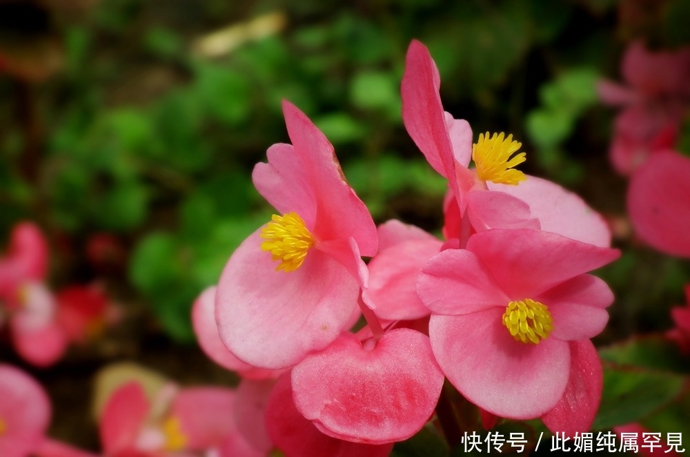 春天养花,不妨养这几种,花色艳丽怡人,如娇艳美人般翩翩起舞