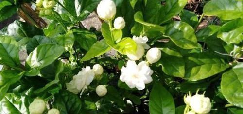 家里养花不用“多”,3盆轮流开一年,家里小清新,四季花不断