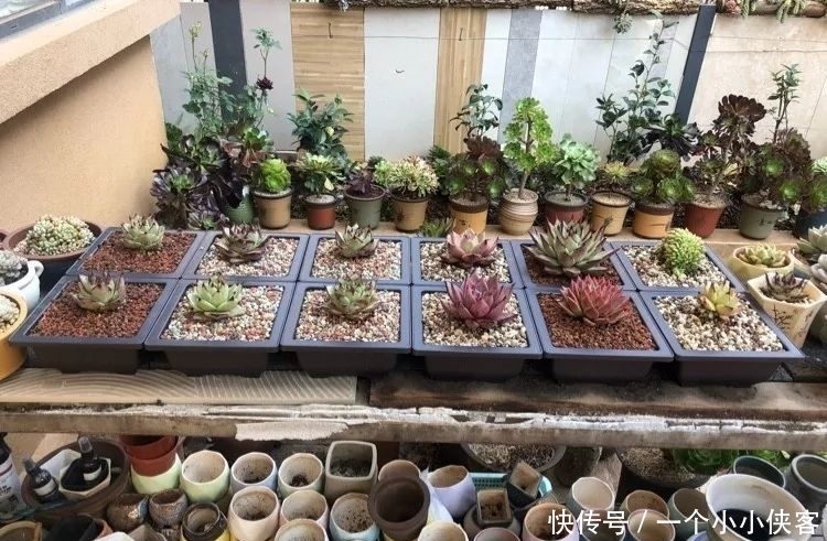 多肉盆栽:强迫症养多肉,必须整整齐齐,一颗也不能乱