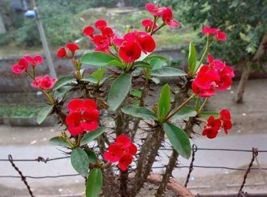 卧室养花,一定避开4种花,虽然开花漂亮,但对身体没好处