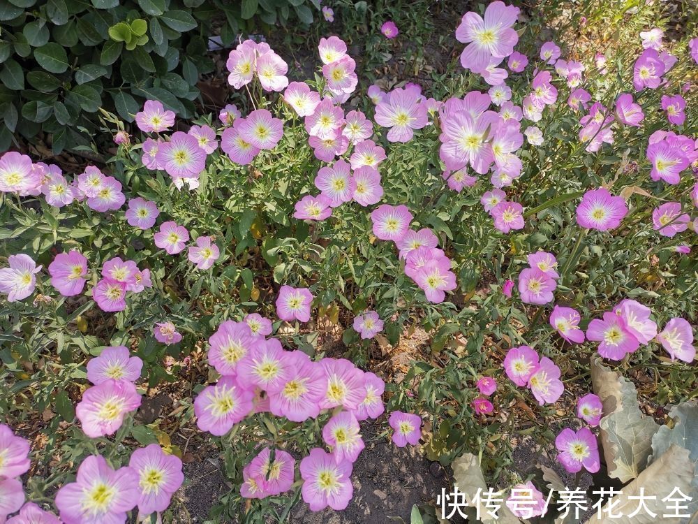 春天适合播种的8种花,撒完种3天冒芽,一个月就开花