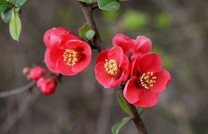 海棠花|此花自古以来就是名贵的花卉，而且雅俗共赏，所代表的是潇洒和美