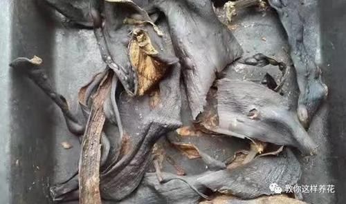 花草养不活，放点香蕉皮，打鸡血一样疯长！