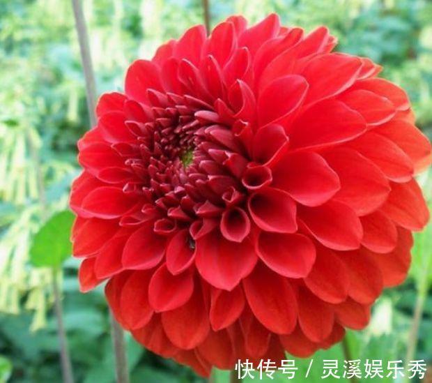 家养几款花卉,开花勤爱爆盆,直接变成小花园
