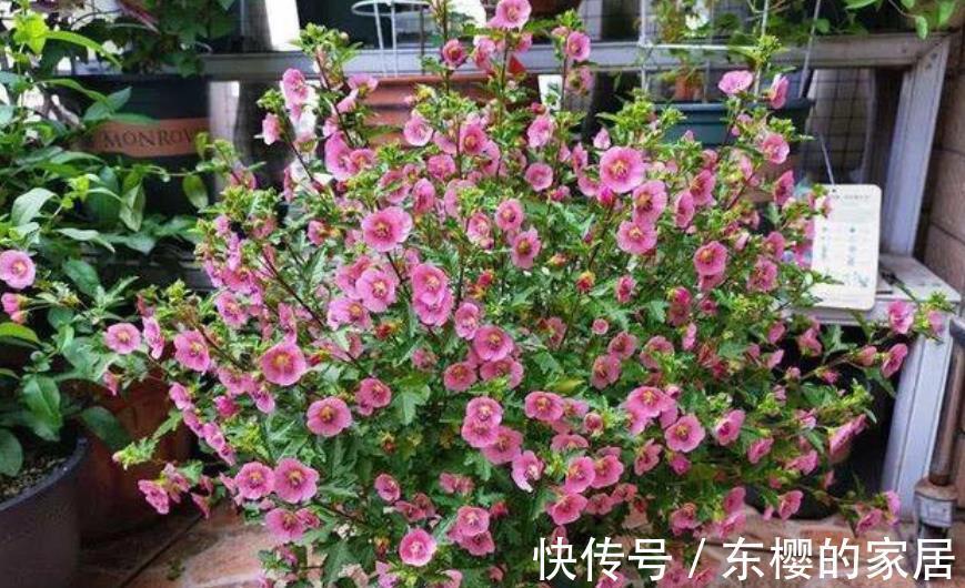 三角梅|夏天“富养”的4种花,越热越要补“大肥”,才能开花一茬接一茬