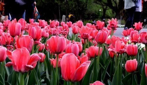 家里养花要谨慎,这2种花不能随便养,养了赶紧搬出去!