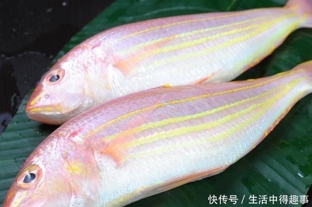 海鱼|买鱼时,就买这5种,都是野生鱼,目前无法人工养殖,可放心食用