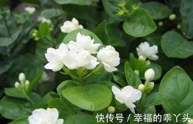 茉莉进入花期,学会这个技巧,花苞咕噜冒,花开一茬又一茬