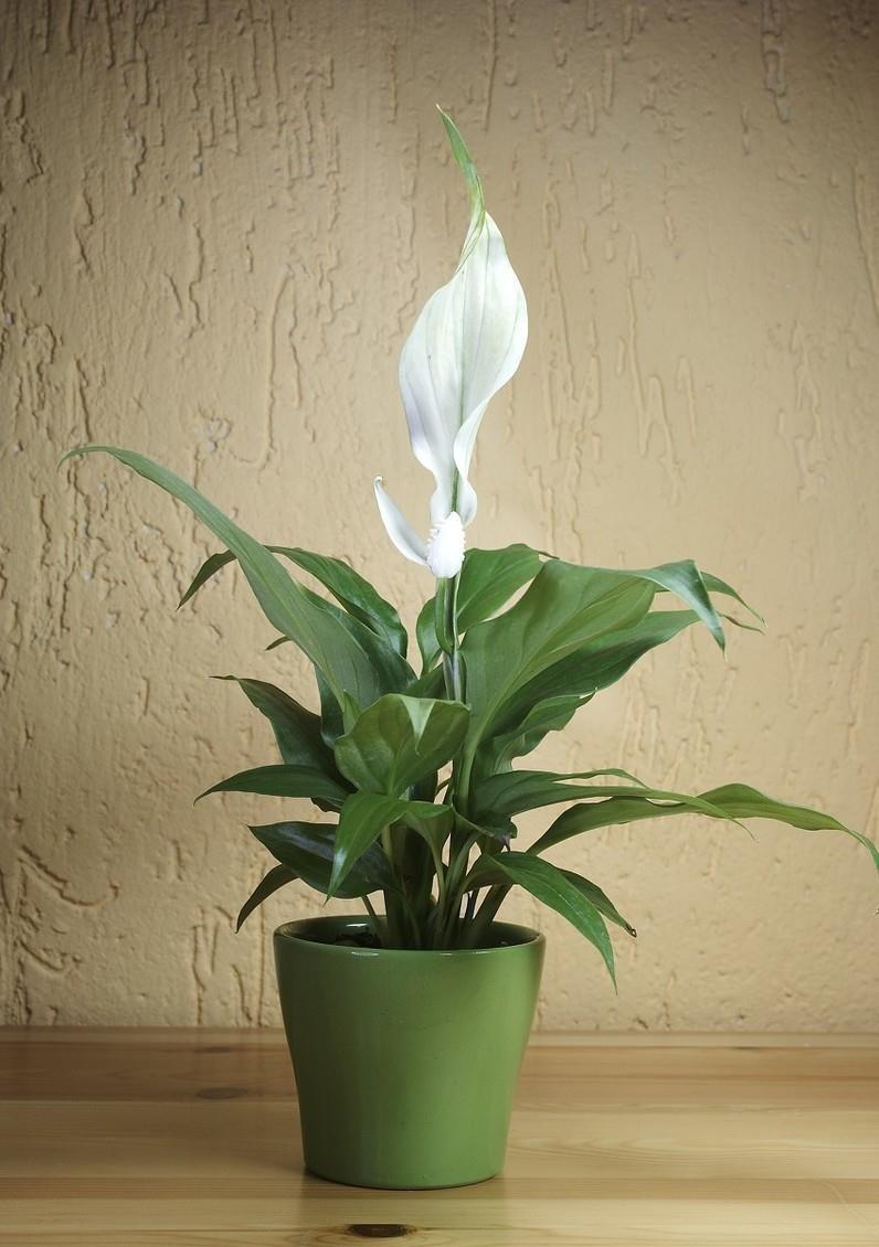 鸭脚木|这22款植物室内养护不但净化空气还吸甲醛,花友纷纷收藏