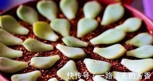 适宜|多肉叶插不生根,教你叶插五要素,10天就能长出小胡须