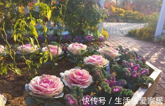 0度以下能开花的10种花草,最适合秋冬季节养,你家有没有?