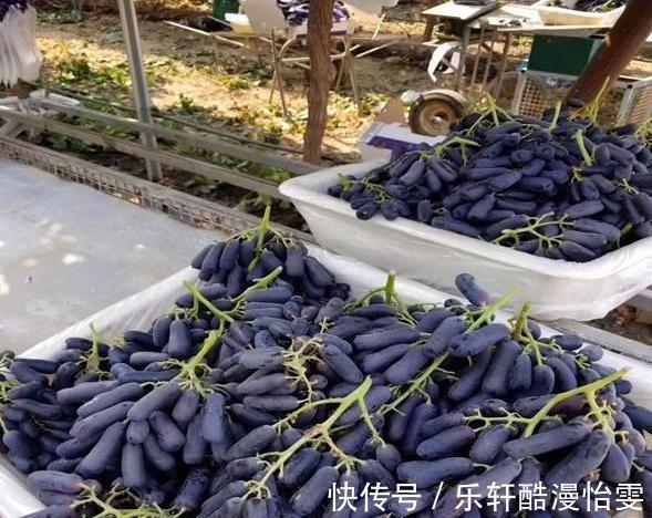 空地|家中有空地,此树种2棵,甘甜可口,比桃子梨好吃,种植简单易活