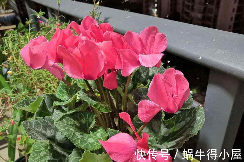 强光|养仙客来，施肥、光照、浇水，掌握住门道，开花才又多又美