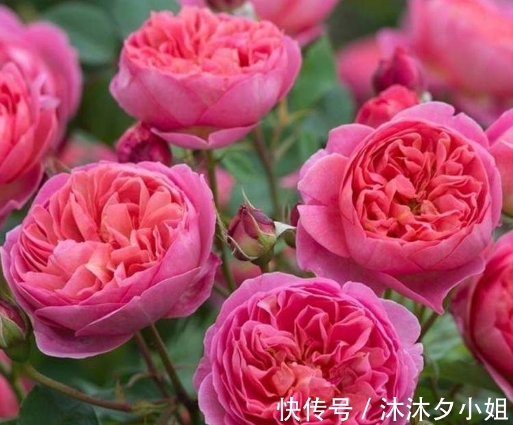 4种花被称为花卉界的劳模,开花漂亮一年不停,超爱爆盆的