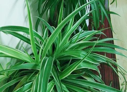  营养|吊兰，是喜阴还是喜光，很多人都弄反了，难怪养不好