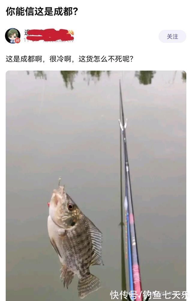 成都男子钓获大量罗非鱼,钓鱼人担忧:这鱼在四川也能生存?