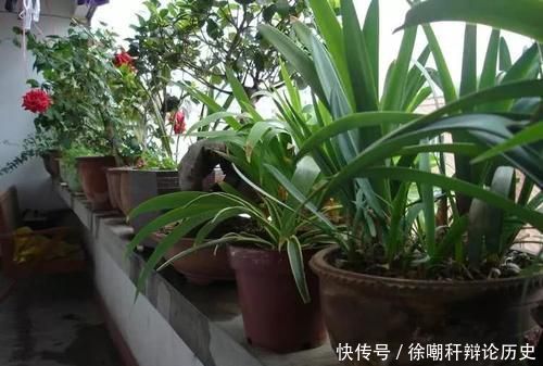 养花|养花浇水，这几个错误别犯，不然养啥花都黄叶烂根，学会一生受用
