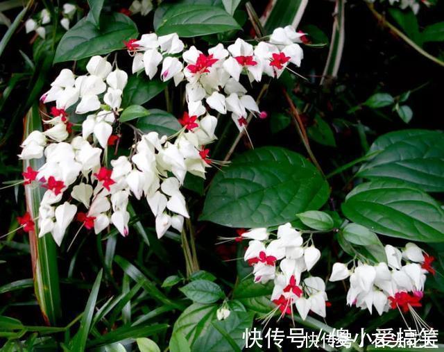 花友评选出6种“良心”好花,价格不高、花朵都是“高颜值”